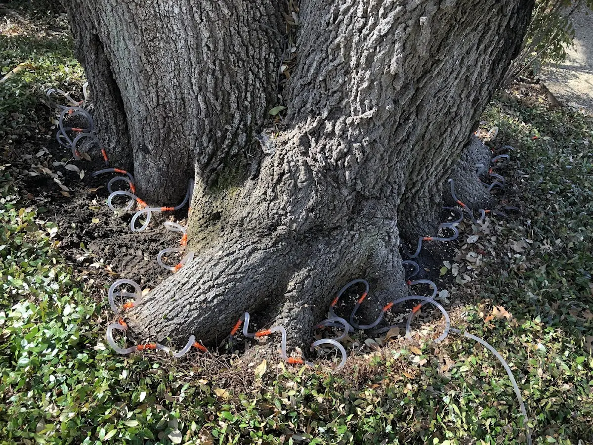Detailed Tree Cabling and Bracing job site in Hartley