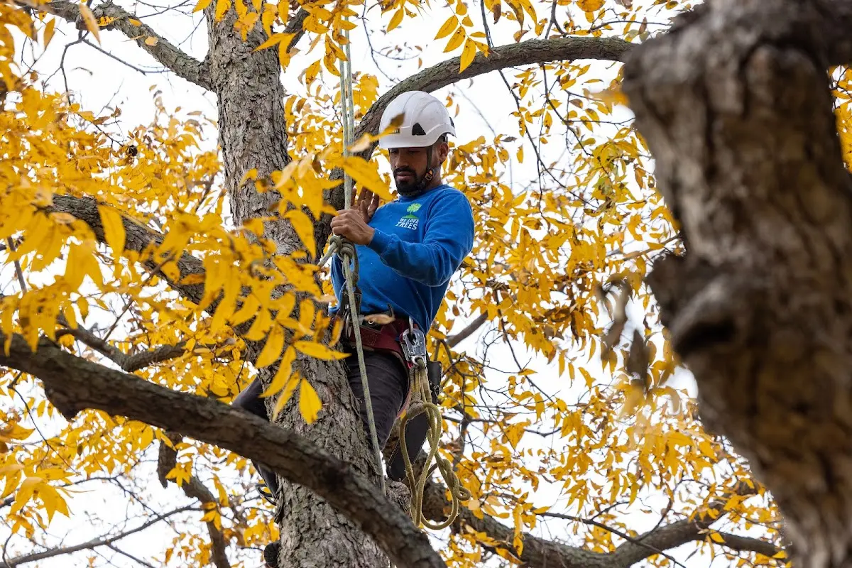 Skilled Tree Trimming crew working in Hartley